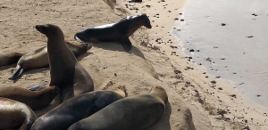 אקוודור וגלאפגוס 2019